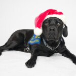 PADS Charm Santa Hat